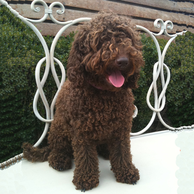 Baci